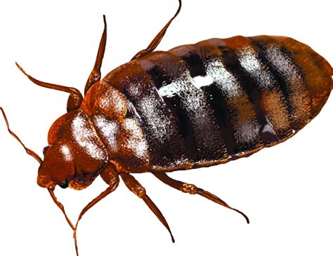 516 roanoke st christiansburg, va 24073 abd. Pest Control In Roanoke Va | Pest Control