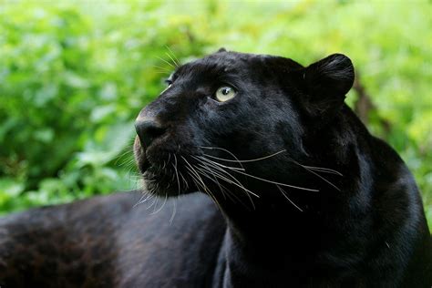 All About Panthers The Black Felines Gage Beasley