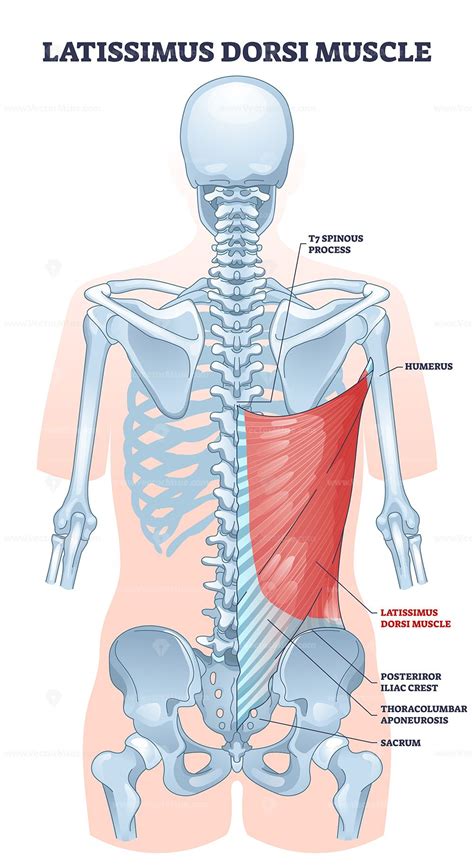 Latissimus Dorsi As Body Side Muscle Behind Human Ribcage Outline