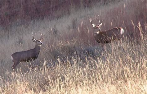 Fish Wildlife And Parks Seeks Changes In Mule Deer Hunting In