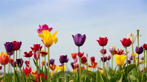 Significado De Los Colores De Los Tulipanes ¡te Sorprenderán La