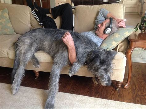 People Share Hilarious Pics Of Their Irish Wolfhounds And