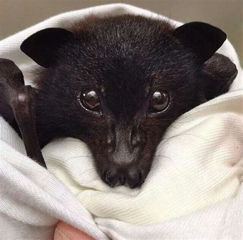 One Adorable Bat Face Bat Animal Baby Bats Cute Bat
