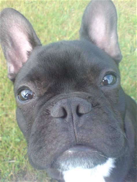 Black dog with white chest and pointy ears. this is a dog blog lol hello everyone : Grows on You