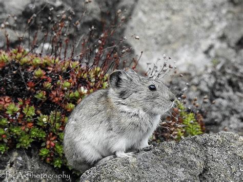 Collared Pika Photograph By Kathy Ax