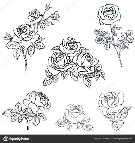 Conjunto De Rose Boceto Vector De Stock Por ©likka 194594602