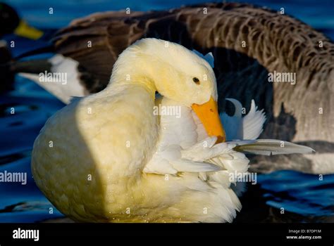 White Mallard Duck The Result Of Native Mallards Breeding With Domestic