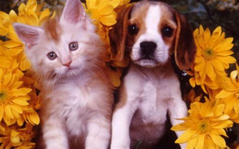 Cute Puppy Kitten Hd Desktop Wallpaper Widescreen High Definition