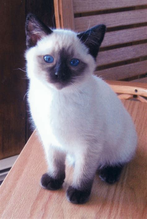 Balinese Cat Reminds Me Of Daphne When She Was A Kitten Beautiful