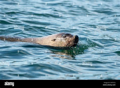 Australian Fur Seal Arctocephalus Pusillus Doriferus In Tamar Estuary