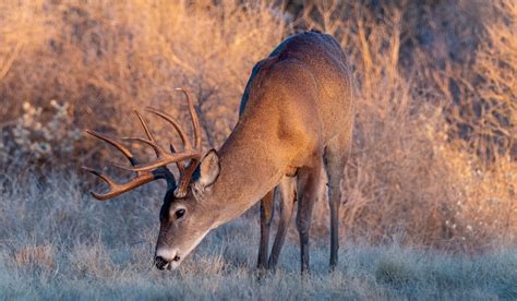 Best Moon Phase For Hunting Whitetail Deer