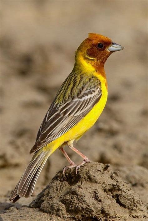The Magnificent Red Headed Bunting A Jewel Of The Finch Islands