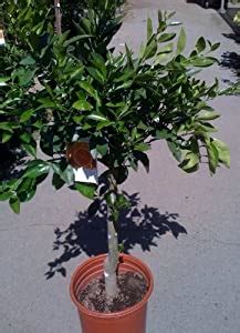 Maybe you would like to learn more about one of these? Amazon.com : Cara Cara Pink Navel Orange Tree Semi Dwarf ...