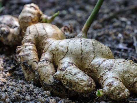 How To Grow Ginger Tips On Growing Ginger In Australia Realestate