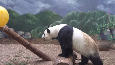 Giant Panda Yang Yang Playing Youtube