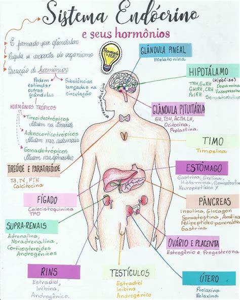 MAPA MENTAL SOBRE SISTEMA ENDÓCRINO STUDY MAPS