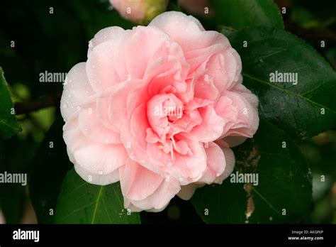 Camellia Japonica Ave Maria Stock Photo Alamy