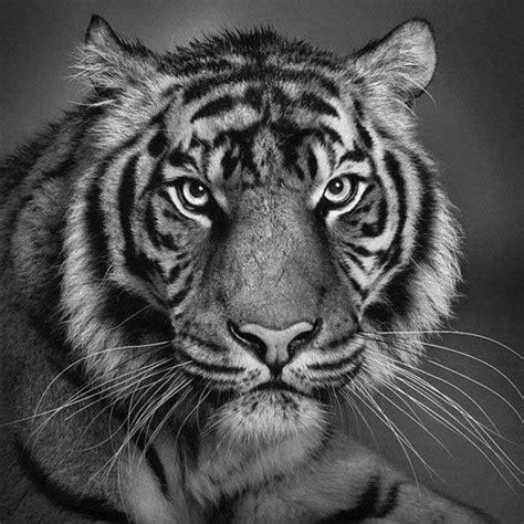 I know amazing artists who draw when i draw realistically, i feel like i'm not expressing myself. Great Pencil Drawings (39 pics) - Izismile.com