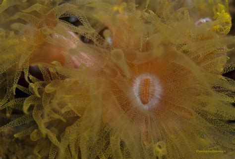 Tubastrea Yellow Cup Coral Polyp Tubastrea Mohamed Seeneen Flickr