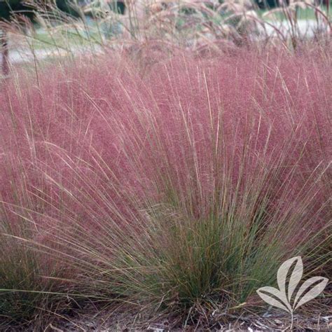 Gulf Muhly Plants For Texas