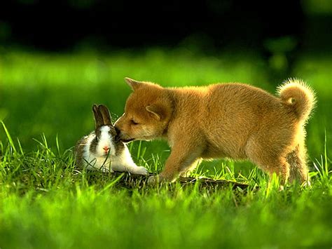 Free Download Puppy And Bunny Rabbit Adorable Animal Cute Puppies