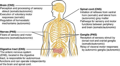 So, the main command center and the controlling system in our body is the brain. Difference Between Central and Peripheral Nervous System ...