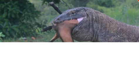 Terrible The Komodo Dragon Swallows The Goat In Just 30 Seconds Its