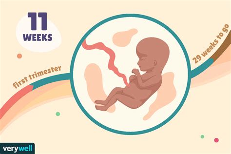 11 Weeks Pregnant Baby Development Symptoms And More