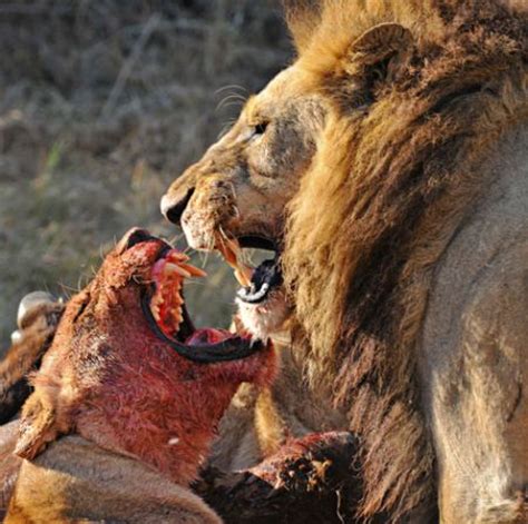 Predator vs Prey (20 pics)
