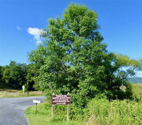 Ash Trees—a Celebration And A Lament Getting More On The