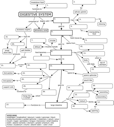 Digestive System Concept Map Diagram Quizlet