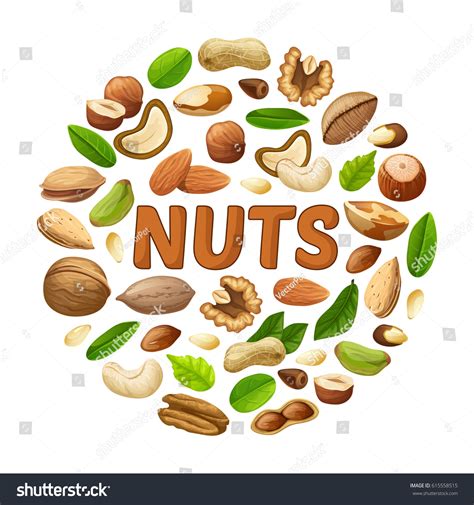 Cartoon Nuts Round Concept Peanut Almond Stock Vector Royalty Free
