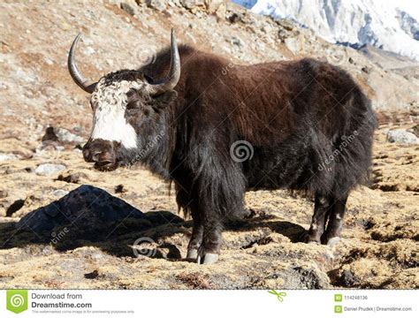 Black yak stock photo. Image of cattle, farm, mammal - 114248136