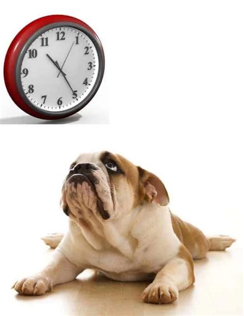 Can A Dog Tell The Time