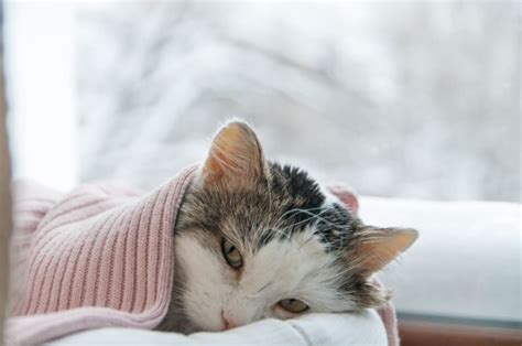 Cat Colds Can Cats Catch Colds And What You Can Do Hillcrest Animal