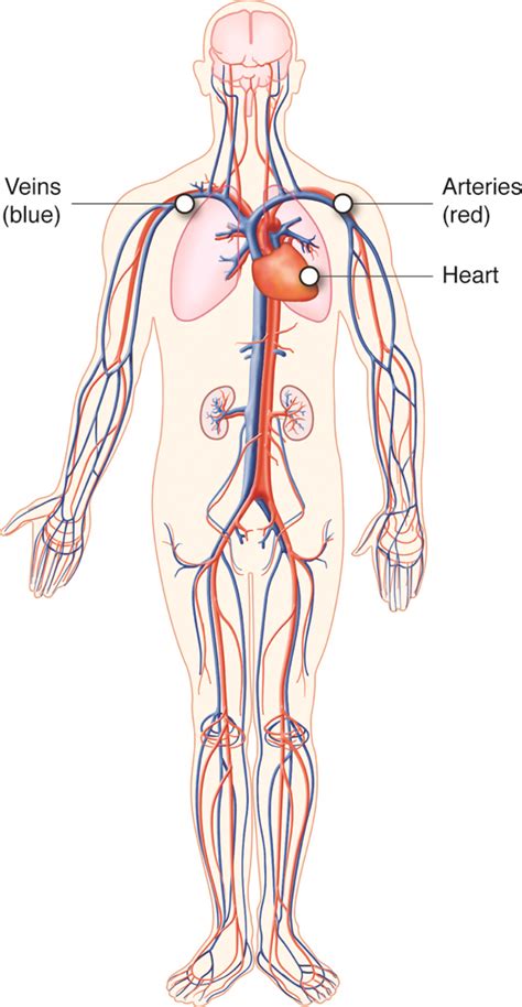 This video is part of a comprehensive unit on body systems. 35 Label The Blood Vessels And Parts Of The Nephron By ...