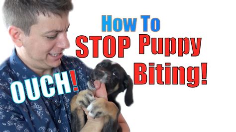 There are various approaches that can be used to teach your puppy to control its bite and to give you control over the. How to Train a Puppy NOT to BITE - YouTube
