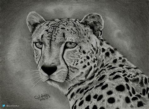 Cheetah drawing at getdrawings com free for personal use. Drawing cheetah by alaadin on DeviantArt