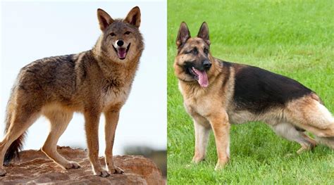 Coyote Vs Dog Similarities And Differences Love Your Dog