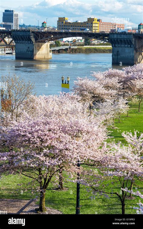 Cherry Blossoms And Burnside Bridge In Downtown Portland Oregon In The