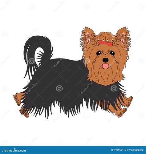 Happy Yorkshire Terrier Isolated On White Background Cartoon Yorkie