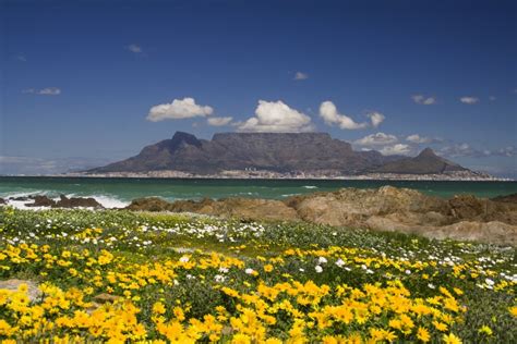 Frühling Am Kap Blütenmeere Und Wüstenblüte Im Südlichen Afrika