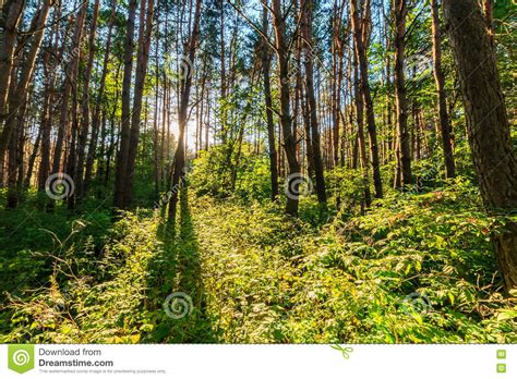 Scene Of Beautiful Sunset At Summer Pine Forest With Trees And G Stock