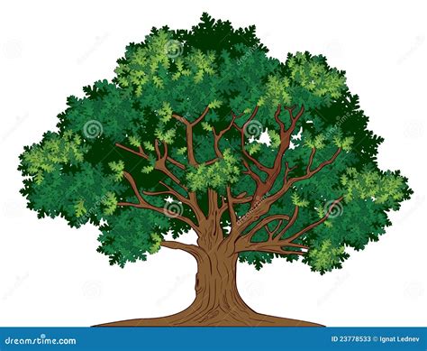 Oak Tree Stock Illustrations 104793 Oak Tree Stock Illustrations