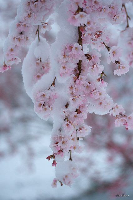 Cherry Blossom In Snow Flowers Beautiful Flowers Blossom