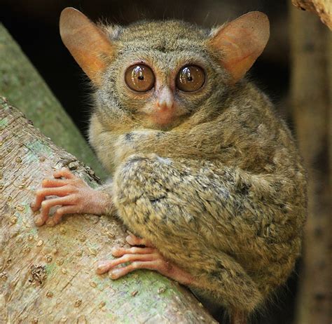 8 Of The Most Adorable Tree Dwelling Animals On Earth The Environmentor