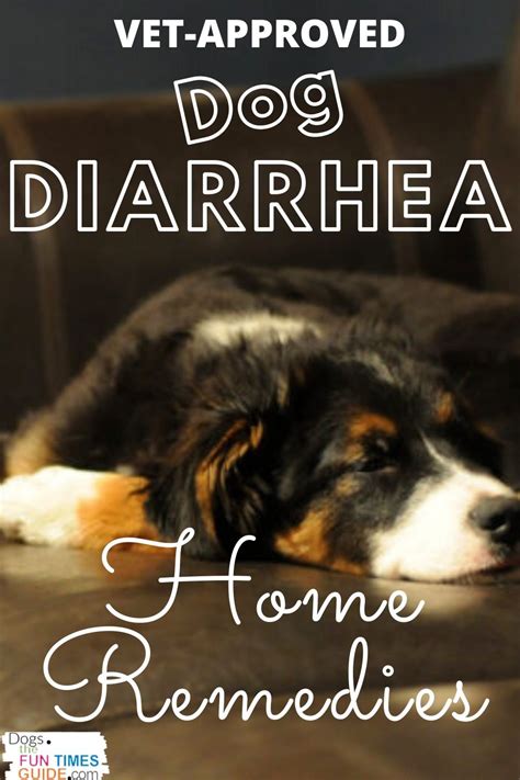 Dog Diarrhea Home Remedies That I Learned While Working For A Vet