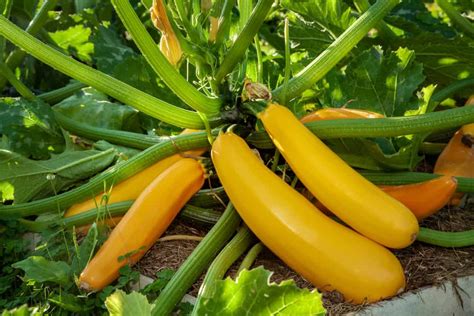 How To Plant Squash Plants Tricks To Care