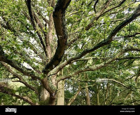 Oak Tree In Epping Forest Southern England Uk Stock Photo Alamy