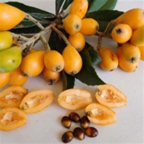 90+ vectors, stock photos & psd files. Loquat Tree